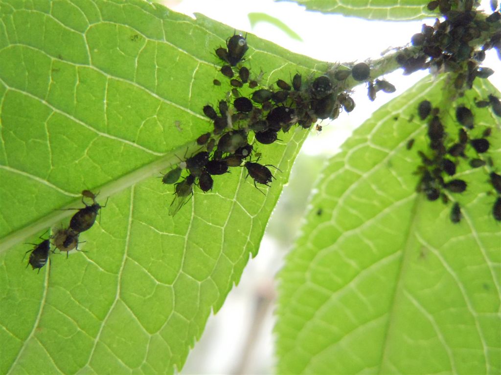 Aphis sambuci/Afide del Sambuco
